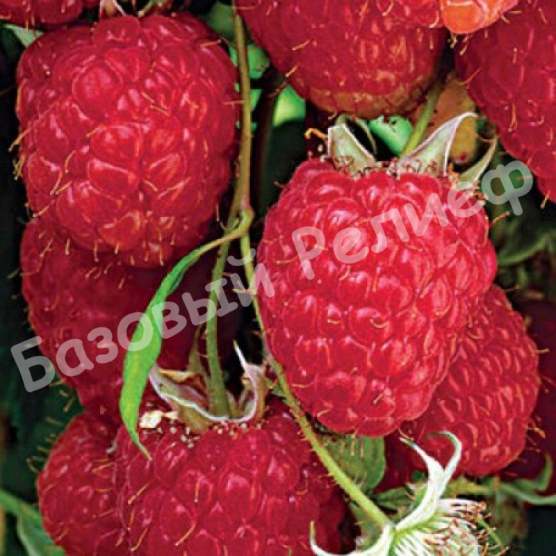 Малина Носорог