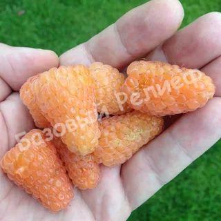 Малина Оранжевый гигант