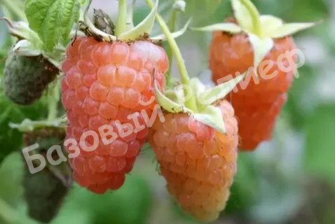 Малина Оранжевый гигант