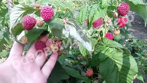 Малина Осенняя Красавица