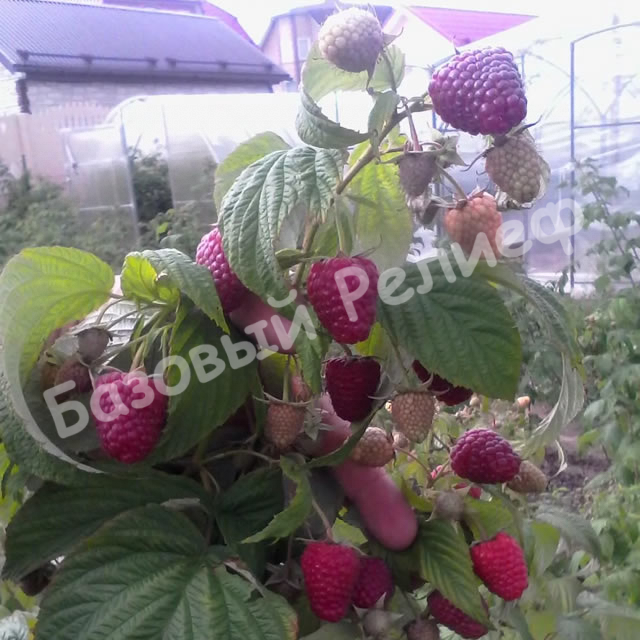 Малина Рубиновый гигант