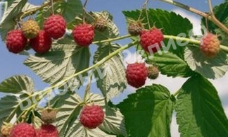 Малина Иллюзия
