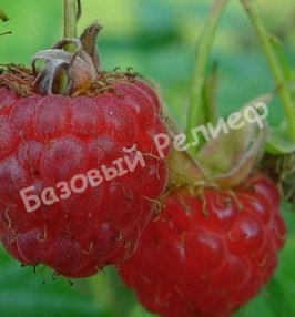Малина Огонек сибирский
