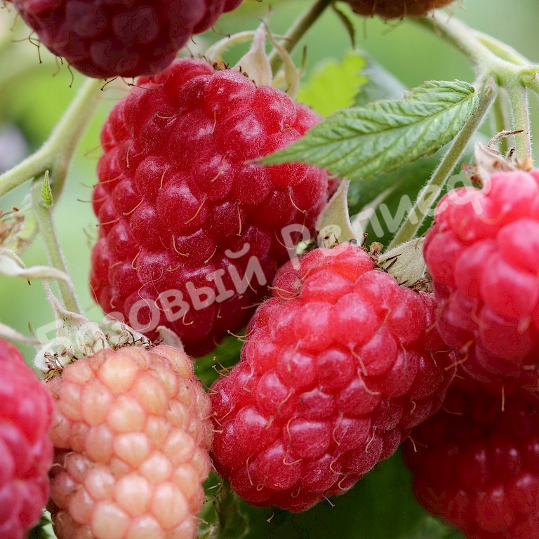 Малина Челябинская
