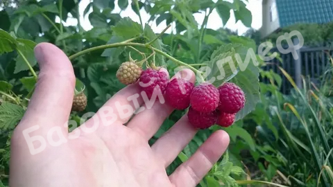 Малина Искра