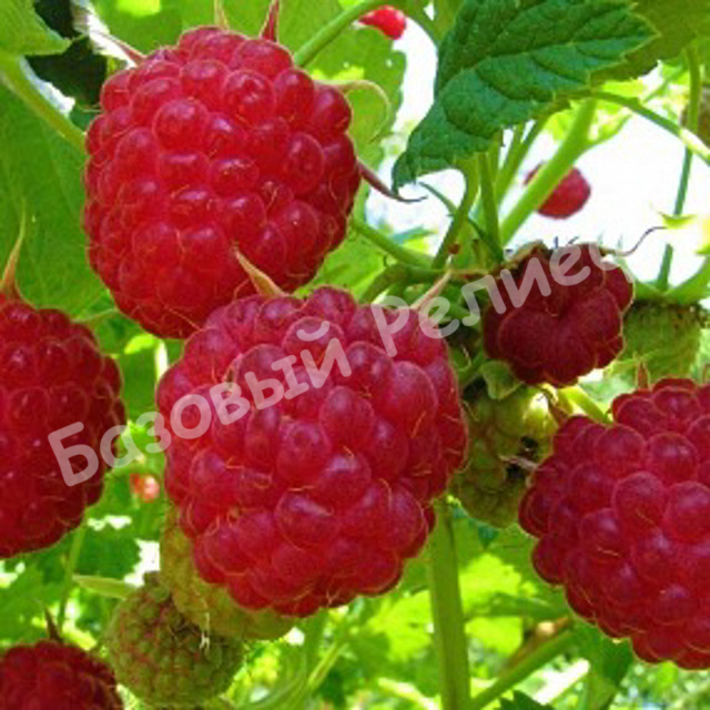 Малина Новокитаевская