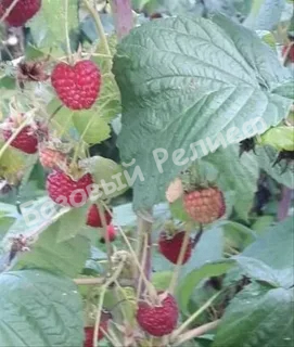 Малина Дочь Амурчанки