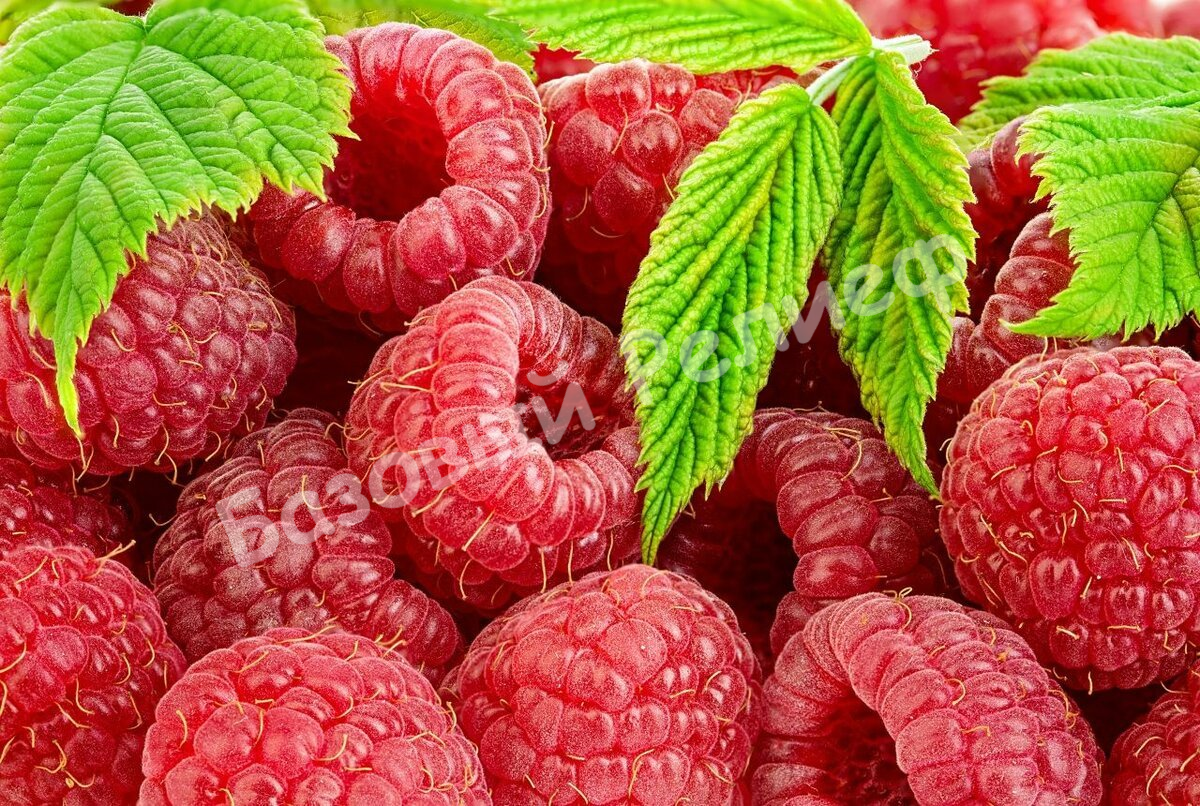 Малина Кэнби