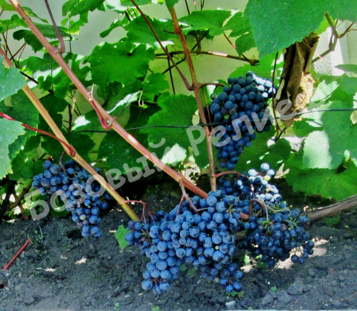 Виноград Адель