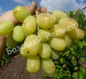 Виноград Айсар