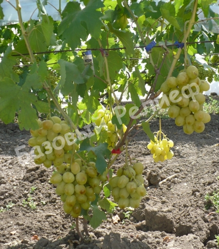 Виноград Айсар