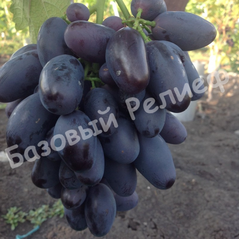 Виноград Алвика