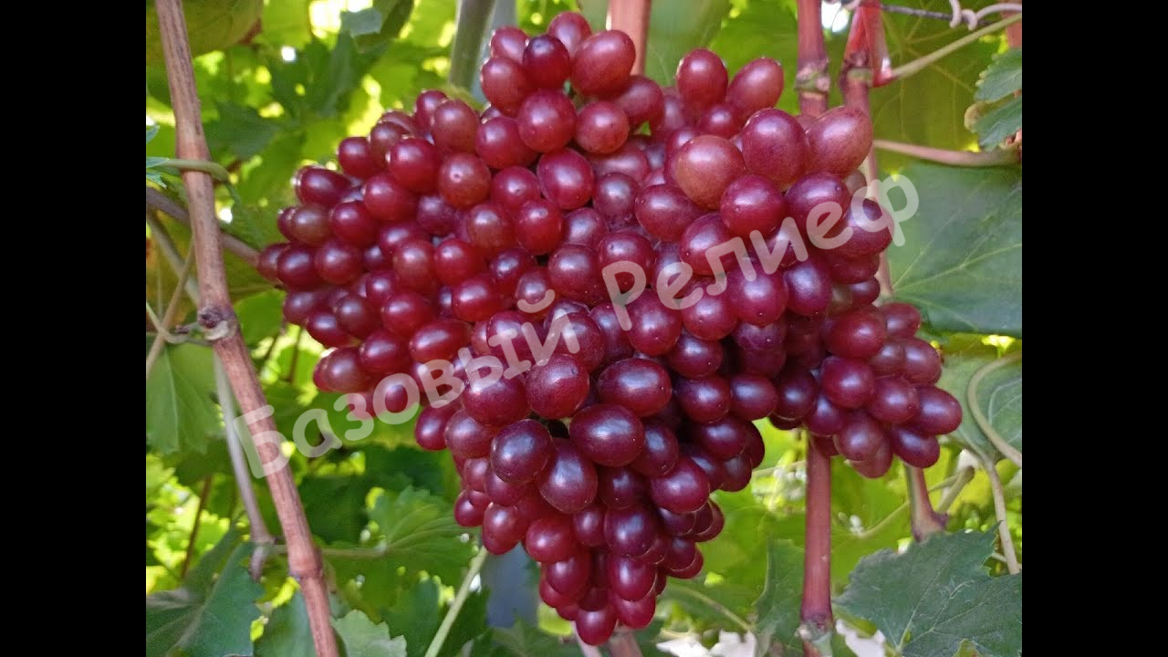 Виноград Алиса