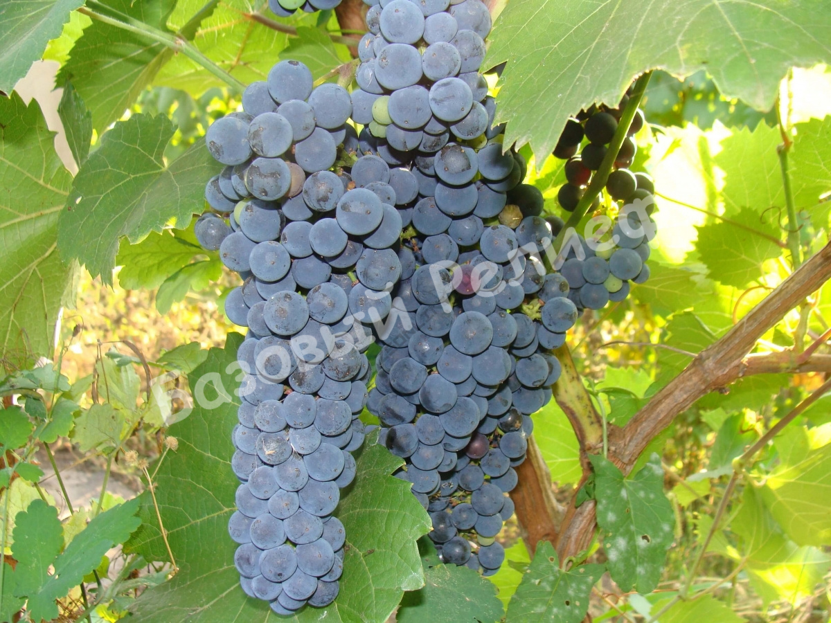 Виноград Амур