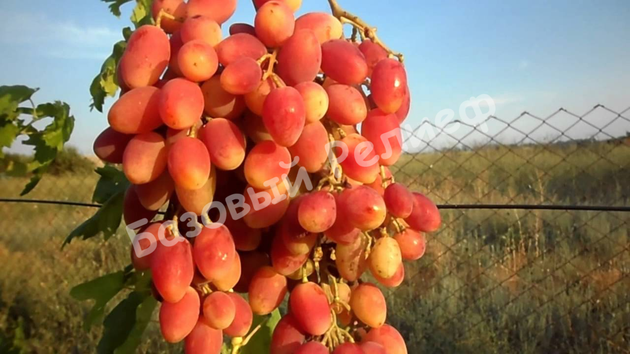 Виноград Анжелика