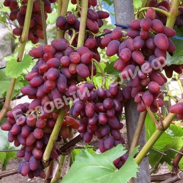 Виноград Арочный