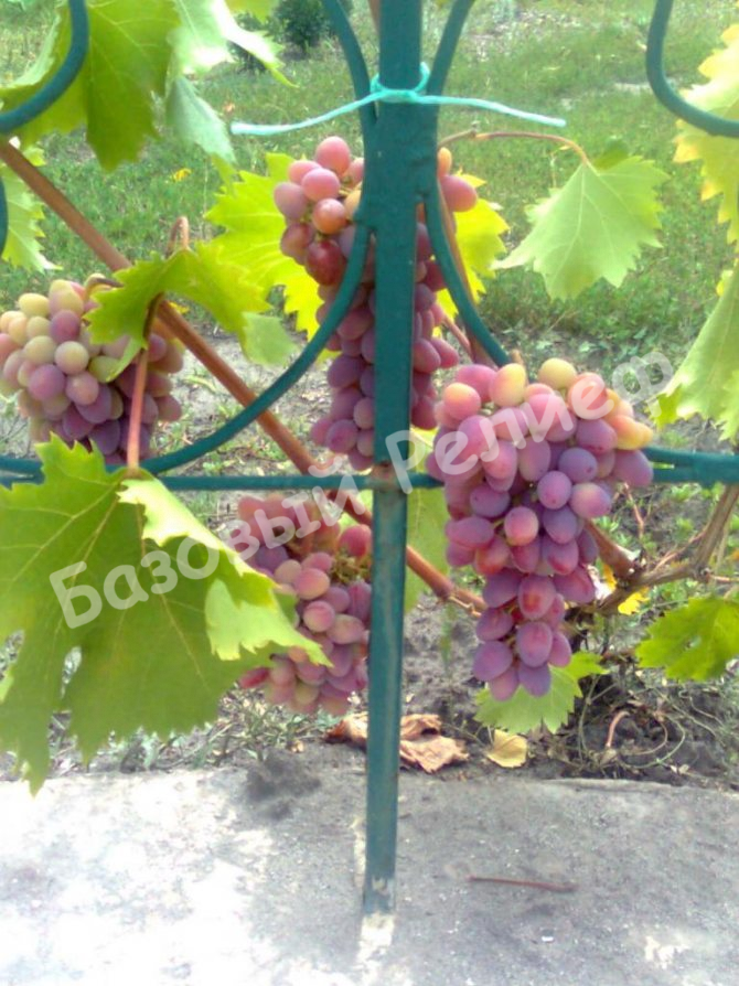 Виноград Арочный