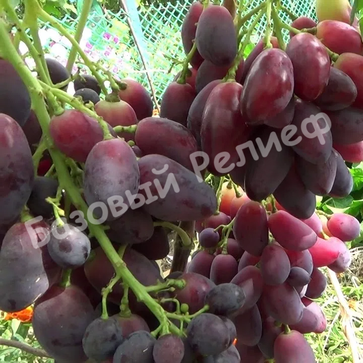Виноград Ася