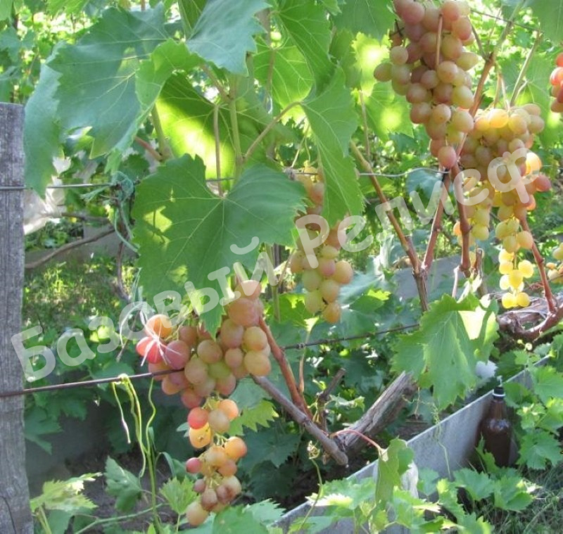 Виноград Багровый
