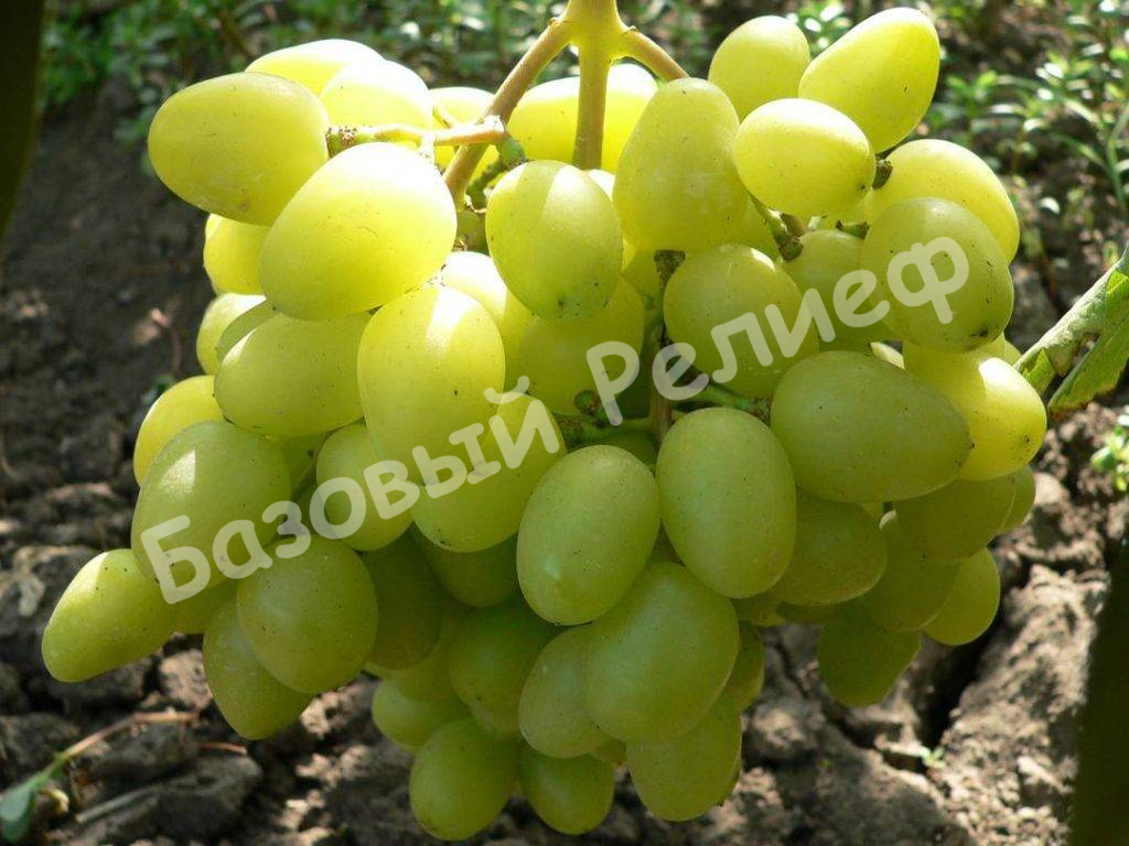 Виноград Бажена