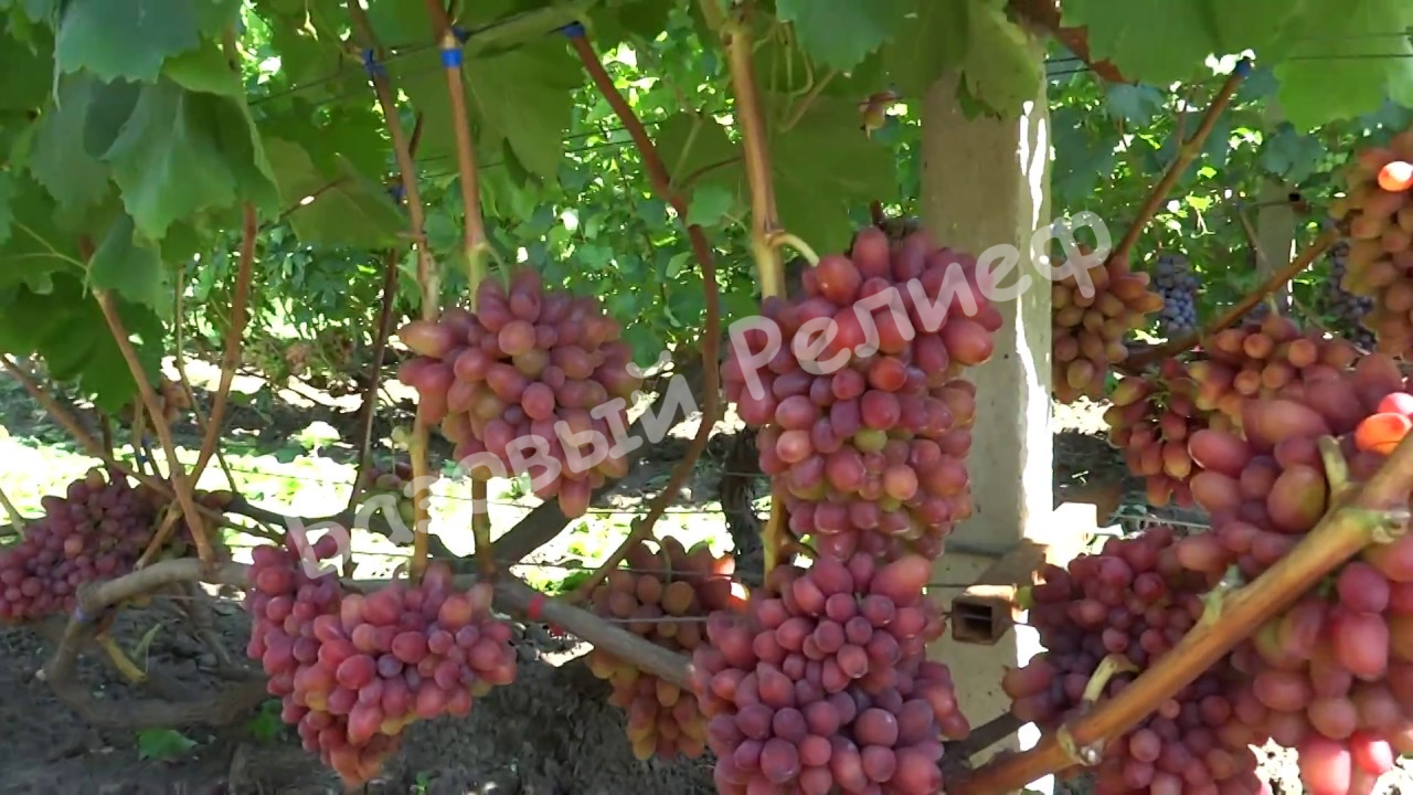 Виноград Богема