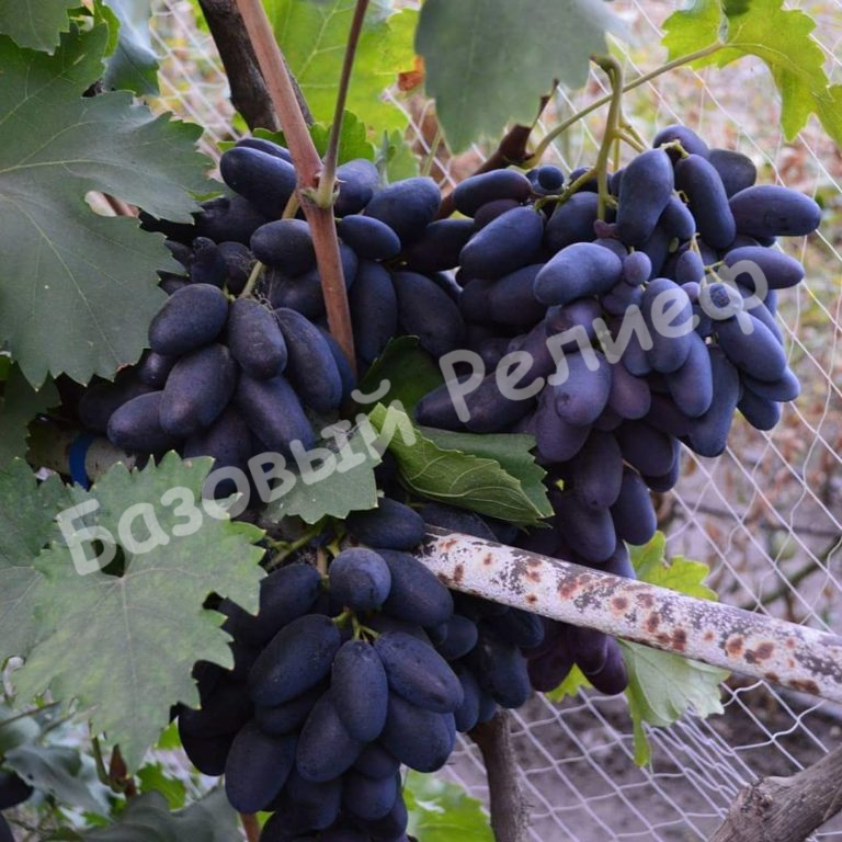 Виноград Велика