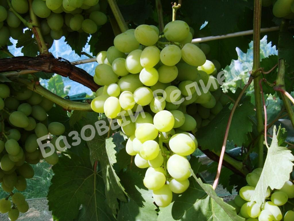 Виноград Галахад