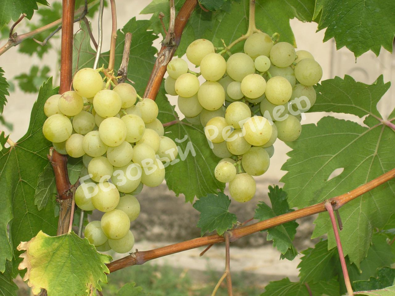 Виноград Галбена Ноу