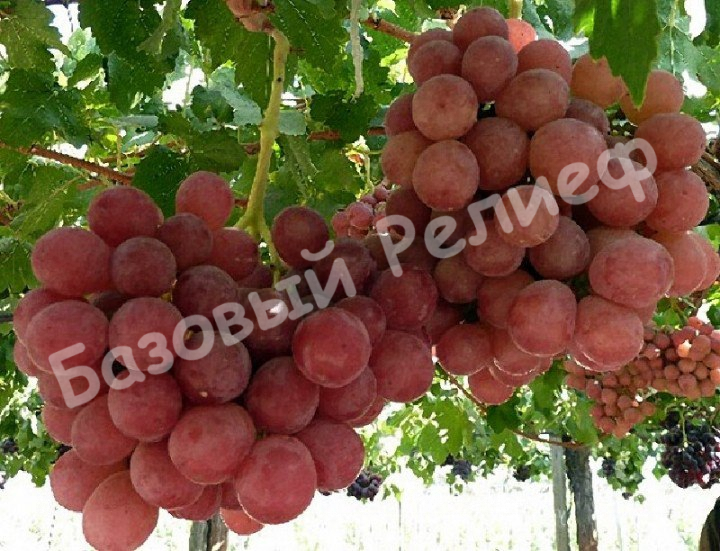 Виноград Гуна