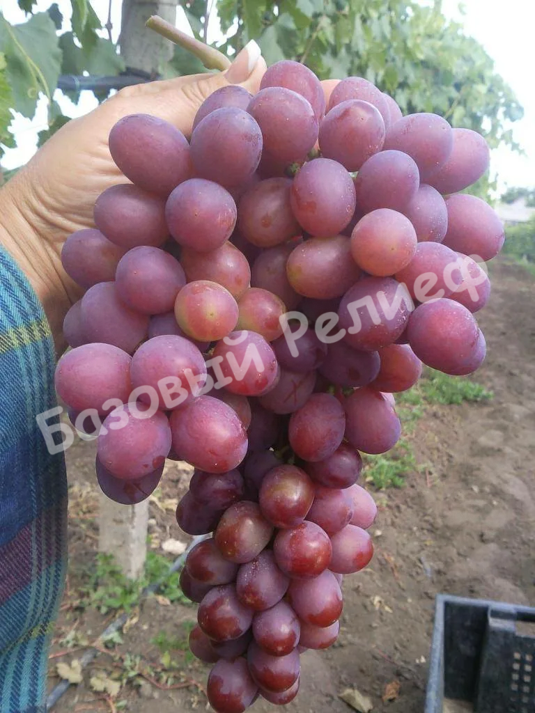 Виноград Гурман Ранний
