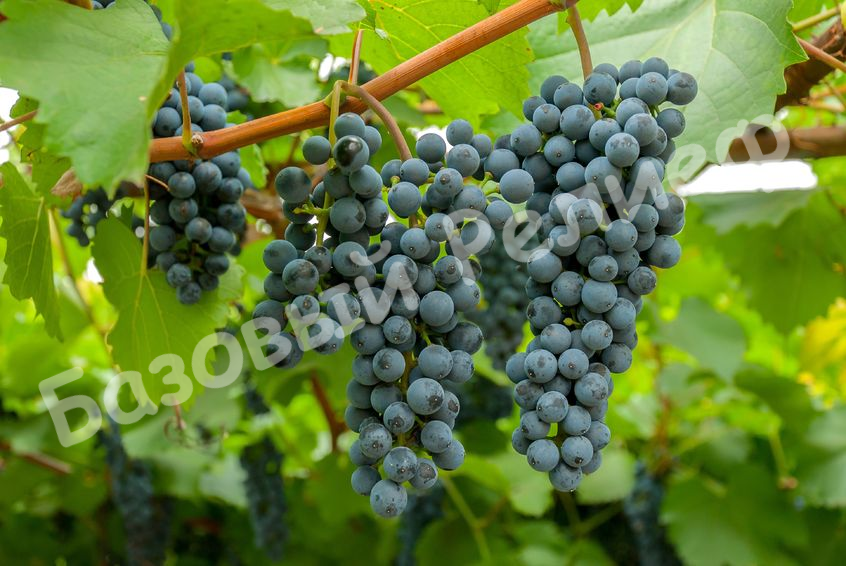 Виноград Дальневосточный