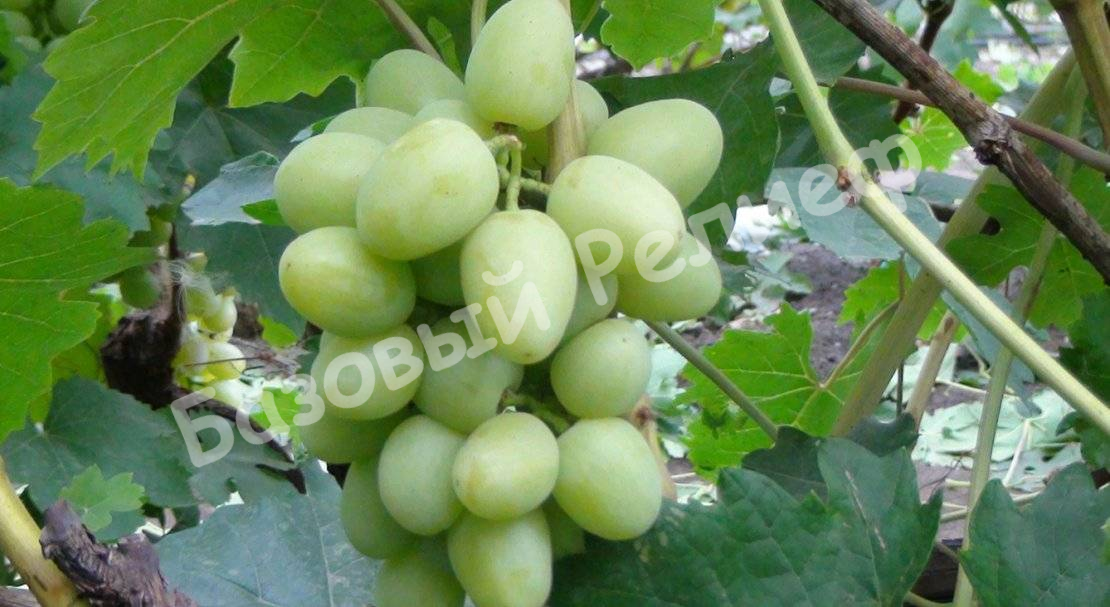 Виноград Дарья