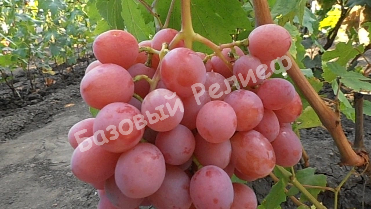 Виноград Дашуня