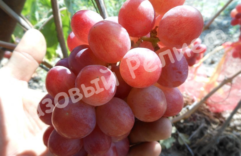 Виноград Дашуня