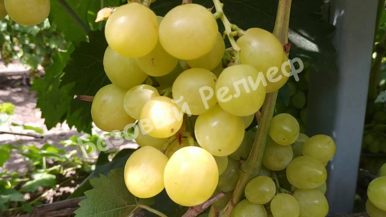 Виноград Джина
