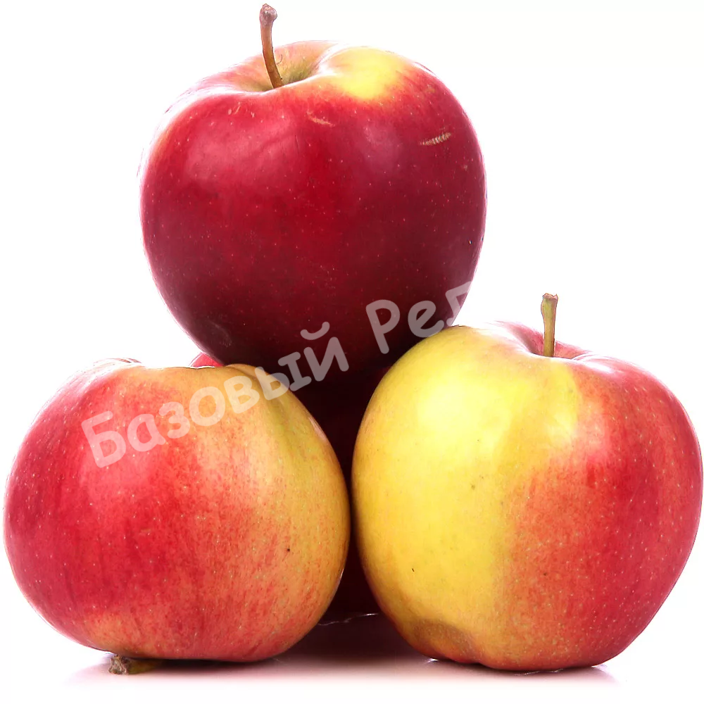 Яблоня Амброзия