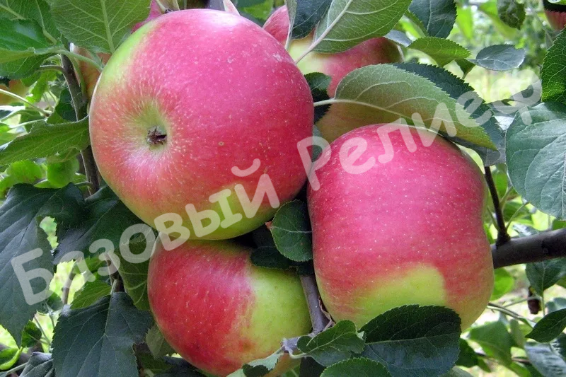 Яблоня Союз