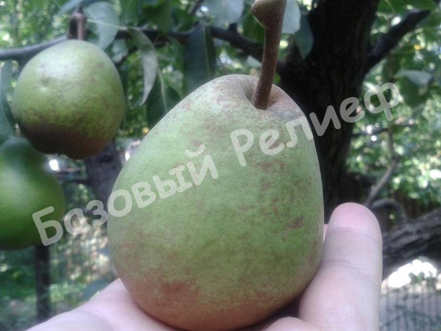 Груша Деканка