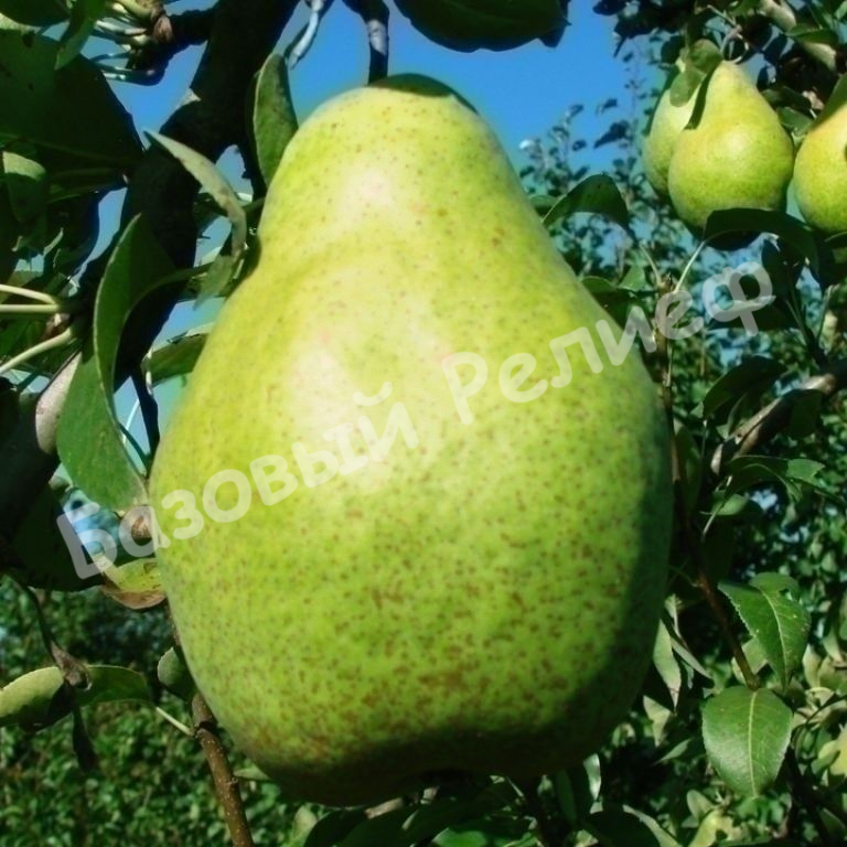 Груша Ксения