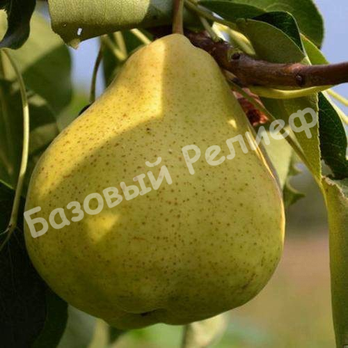 Груша Великая летняя