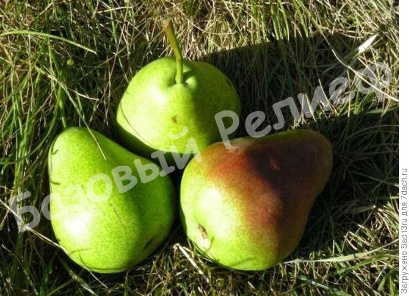 Груша Августинка
