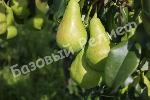 Груша Дево
