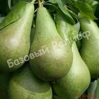 Груша Зимняя млиевская