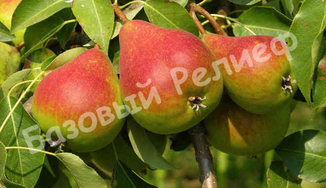 Груша Потаповская