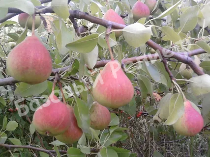 Груша Любава