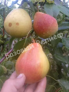 Груша Любава