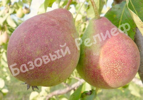 Груша Крымские зори