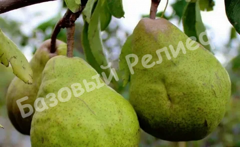 Груша Сильва