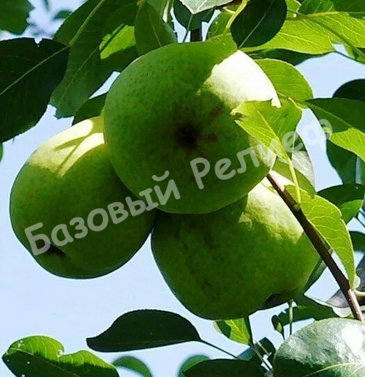 Груша Мичуринская красавица