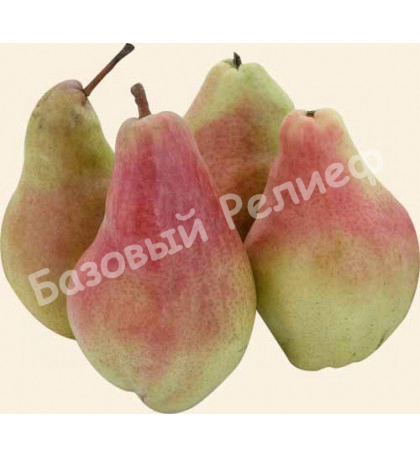 Груша Александрия